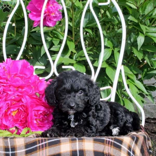 Gideon, Mini Bernedoodle Puppy